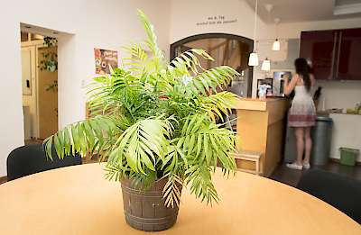Viele Pflanzen sorgen für die richtige Wohlfühlatmosphäre in unseren Büros.